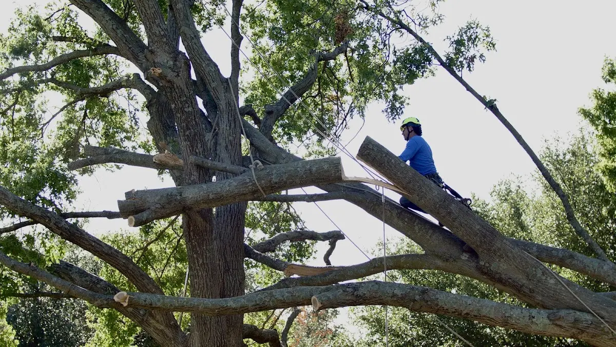 Professional Crown Thinning performed by certified arborists in Glouster