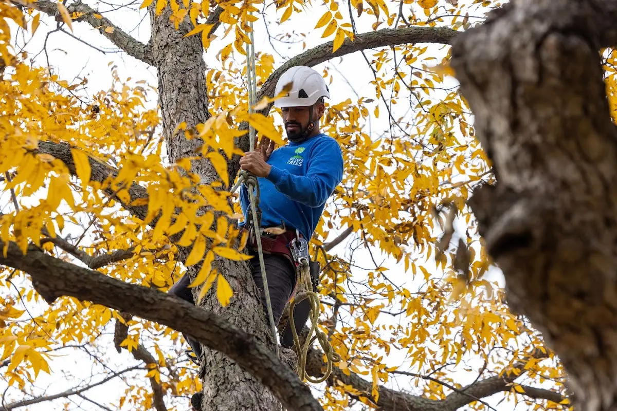 Skilled Tree Transplanting crew working in Glouster